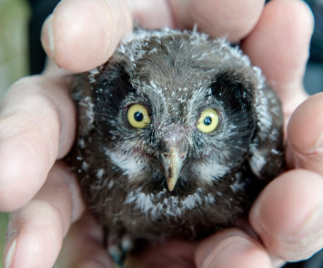 A pair of hands holding a baby bird (owl). Photo.