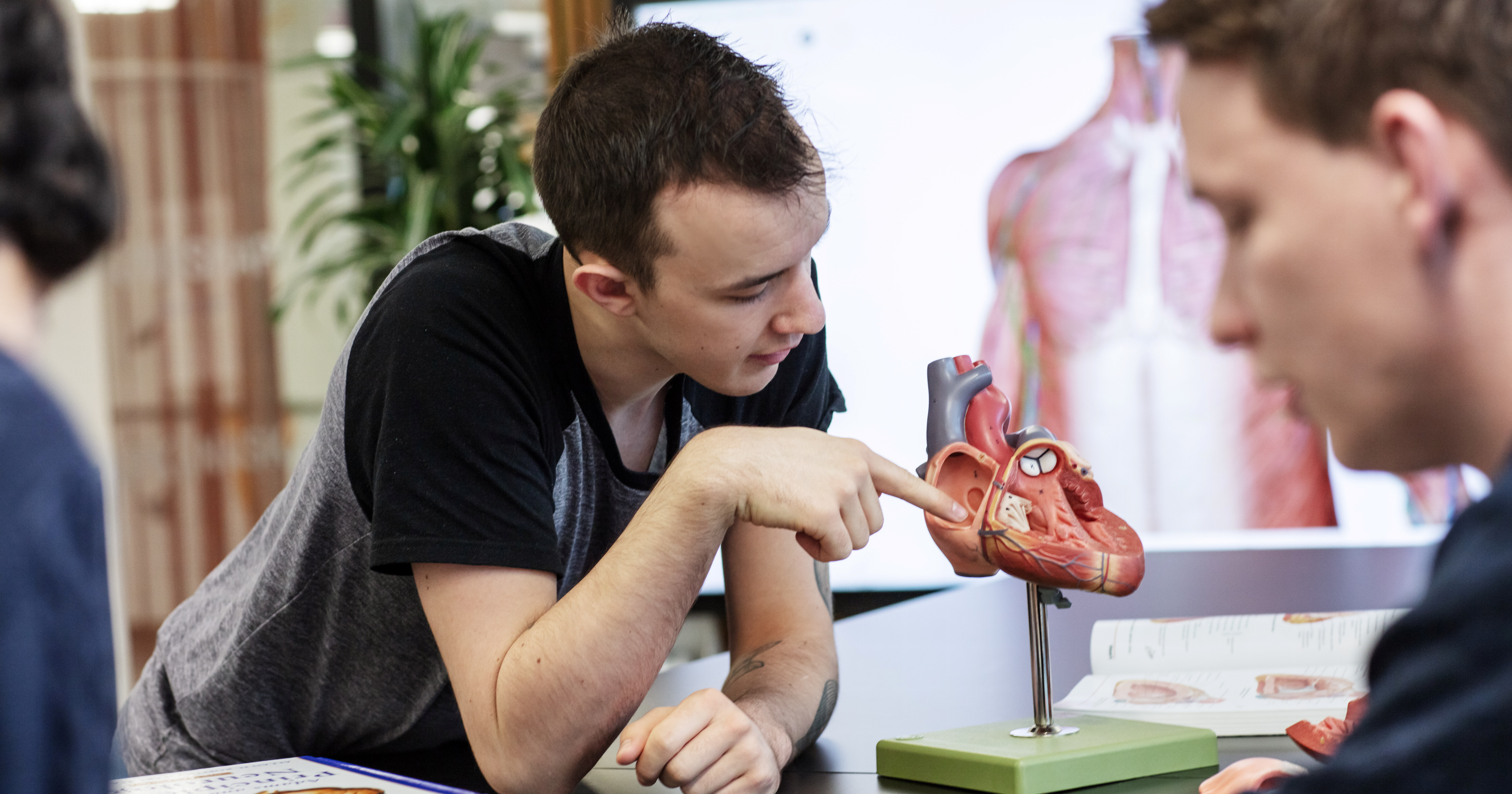 Studenter med anatomisk modell av hjerte